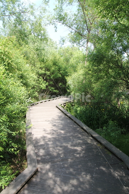 생태,자연,숲,나무,잎,산책로,자연,풍경,nature,landscape,bridge,다리,boardwalk,building,건물