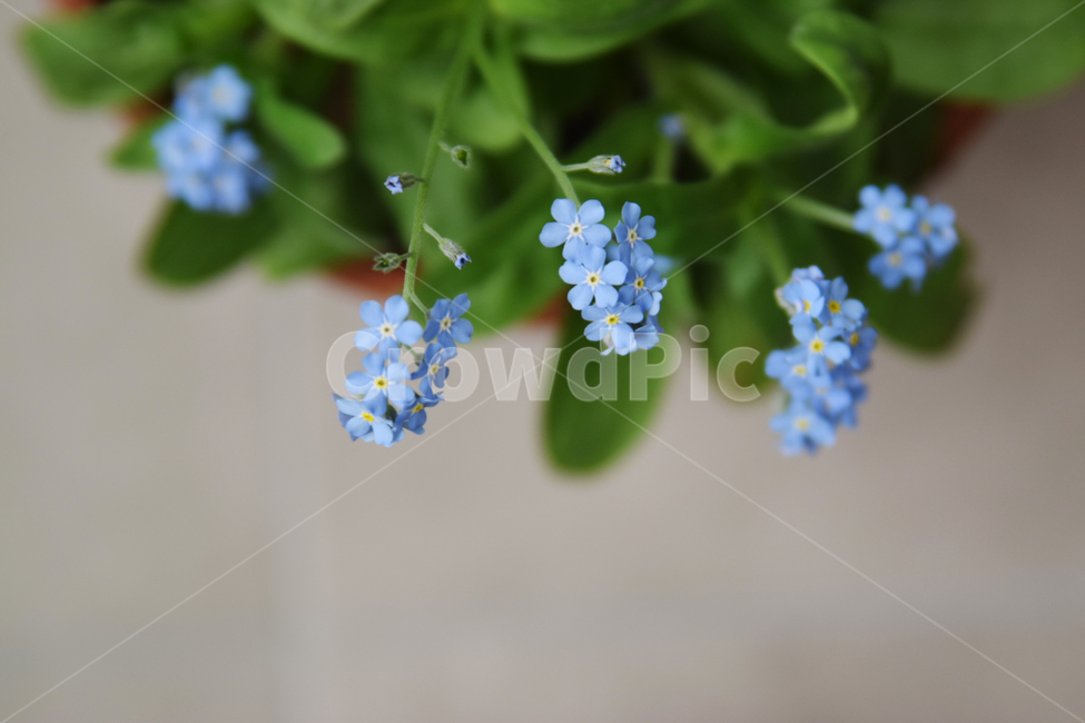 물방초,파란꽃,파란색꽃,블루꽃,꽃,plant,식물,식물,자연,plants,nature,꽃,flower