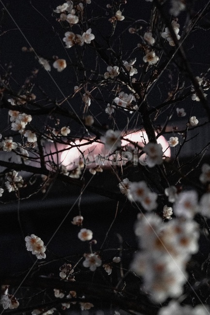 보케,봄,매화,꽃,flower