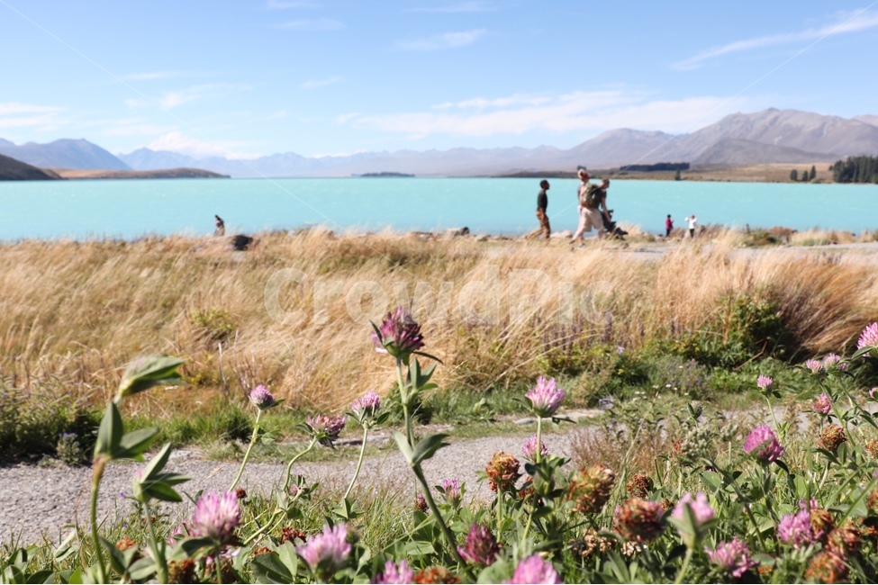 뉴질랜드,테카포,호수,영롱,자연,자연,풍경,nature,landscape,해외,외국,세계,foreign,oversea,world,세계자연풍경,해외자연풍경,외국자연풍경,world nature landscape,plant,식물