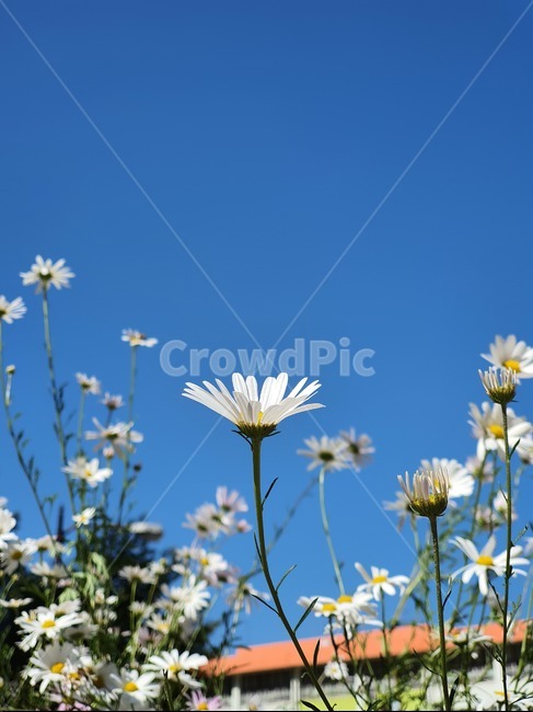 plant,꽃,flower,데이지,가을하늘,하늘,식물,자연,plants,nature,꽃,flower
