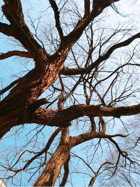 나무,하늘,나무줄기,큰나무,풍경,식물,자연,plants,nature,나무,trees,wood