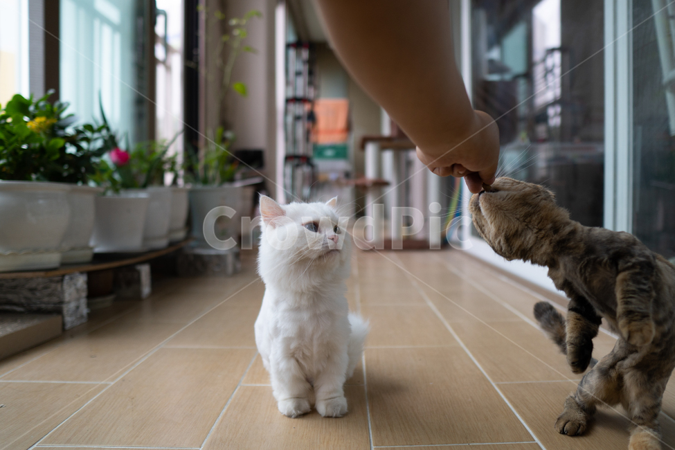 고양이,사료,애완동물,펫,고양이음식,궁금증,고양이,cat,kitten,kitty