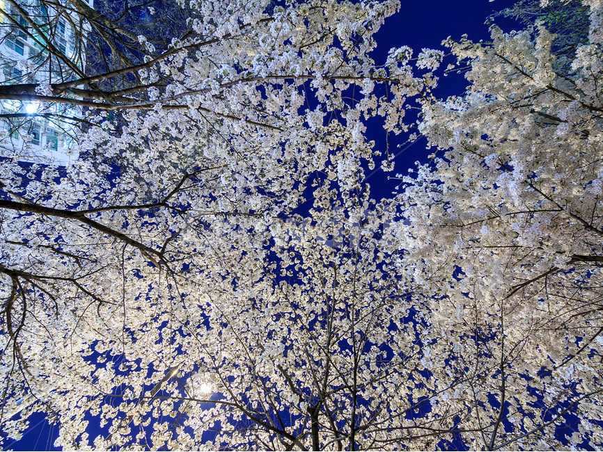 야경,맑은날,봄,벚꽃,가로수,봄,계절,spring,season,야경,밤,풍경,nightscape,night,landscape,식물,자연,plants,nature,꽃,flower,plant,outdoors,옥외,ice,빙