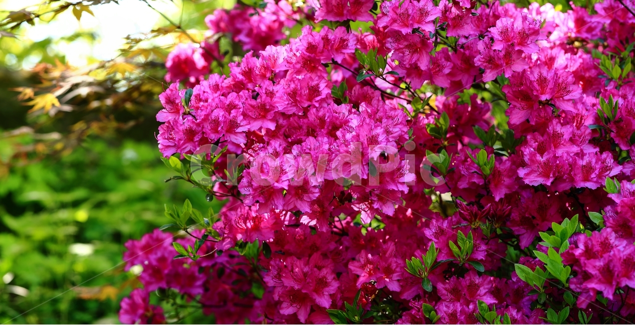 봄,한택식물원,진달래,꽃,식물원,식물,자연,plants,nature,꽃,flower