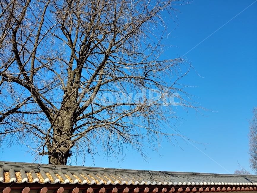 나무,하늘,겨울,파랑,가지,한국전통,한국문화,korean traditional,korean culture,건축물,건물외관,exterior,building,structure,architecture,construction