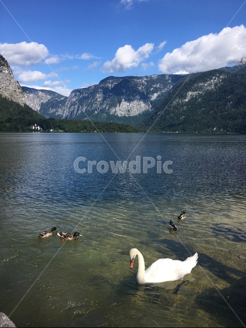 자연,풍경,호수,산,nature,자연경관,유럽,europe,lake,백조,평화,오스트리아,할슈타트,감성,동물,animal,조류,새,birds