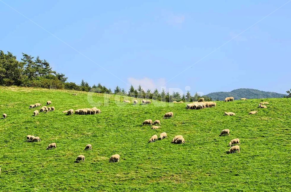양,동물,자연,강원도,양떼,목장,들판,대관령,초원,목축업,목장,livestock farming,ranching,pasture