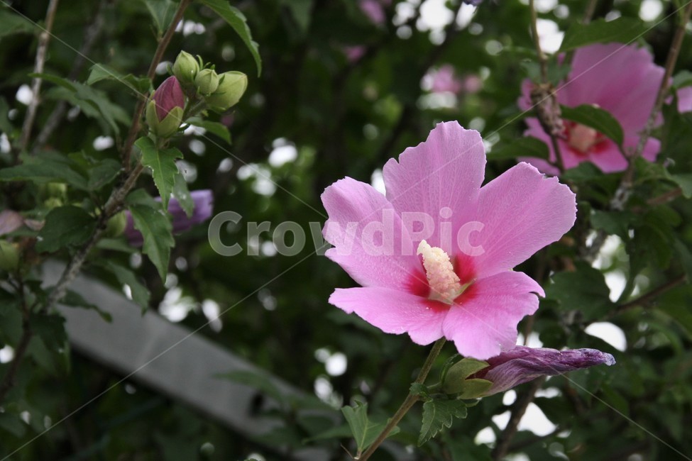 무궁화,꽃,식물,분홍,우리나라꽃,식물,자연,plants,nature,꽃,flower