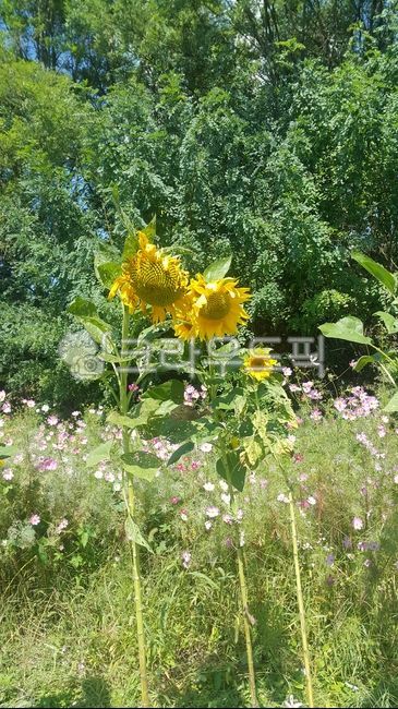 flower,꽃,sunflower,해바라기,공원,park,나무,tree,자연,nature