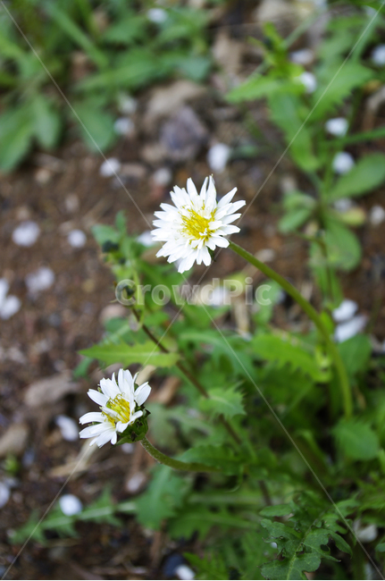 민들레,식물,plant,자연,nature,꽃,flower,봄,spring,식물,자연,plants,nature,꽃,flower