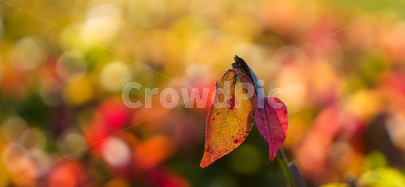 단풍,나무잎,잎새,가을,식물,감성,자연,가을,계절,fall,autumn,season,감성,sensible,feeling,veins,정맥,animal,동물,invertebrate,무척추 동물,insect,곤충