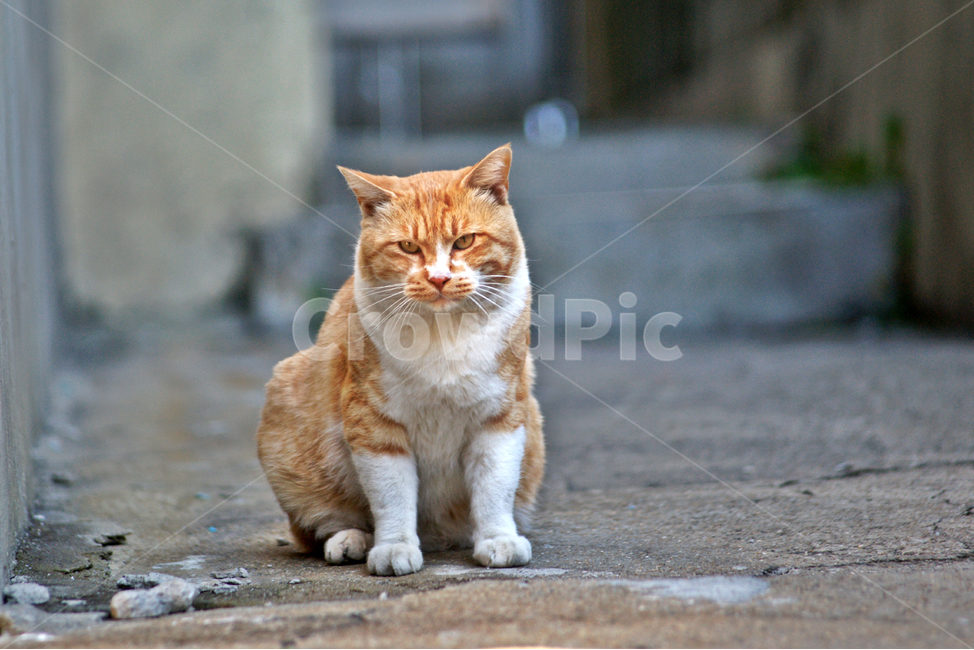 고양이,길냥이,동물,골목,노란색,포유류,동물,animal,포유류,mammal,고양이,cat,kitten,kitty