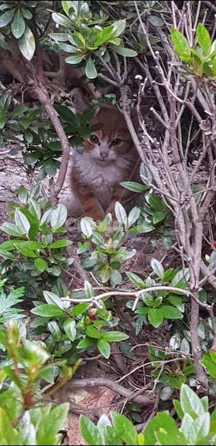 고양이,요정,숨은고양이,귀요미,동물