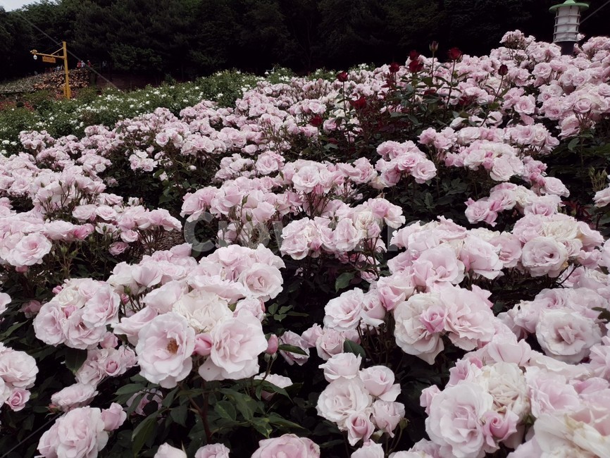 장미,분홍장미,백만송이장미축제,rose,pinkrose,식물,자연,plants,nature,꽃,flower
