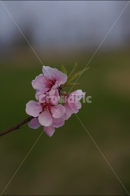 복사꽃,연핑크,길가,봄,해,봄,계절,spring,season,식물,자연,plants,nature,꽃,flower,plant,blossom,geranium,제라늄