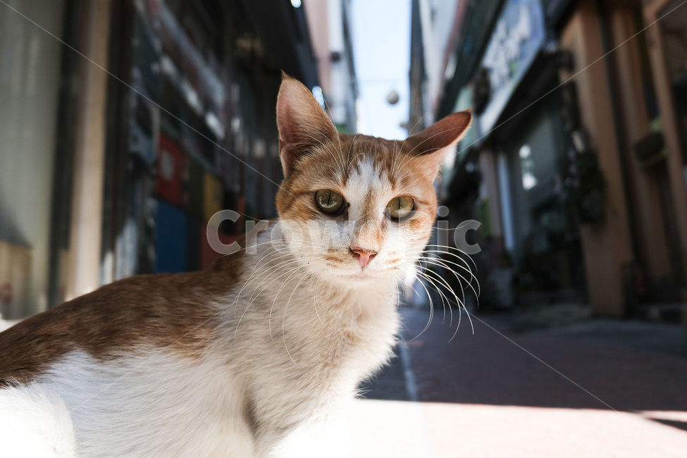 고양이,동물,포유류,길,cat,animal,mammal,골목,골목길,alley