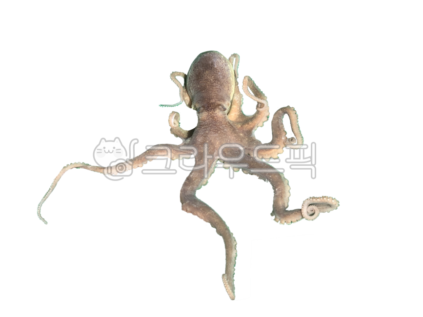 문어,무척추동물,png,누끼,배경,투명배경,해산물,두족류,바다,해물,오징어,생물,octopus,invertebrate,isolated,background,transparentbackground,cephalopod,sea,seafood,squid,creature