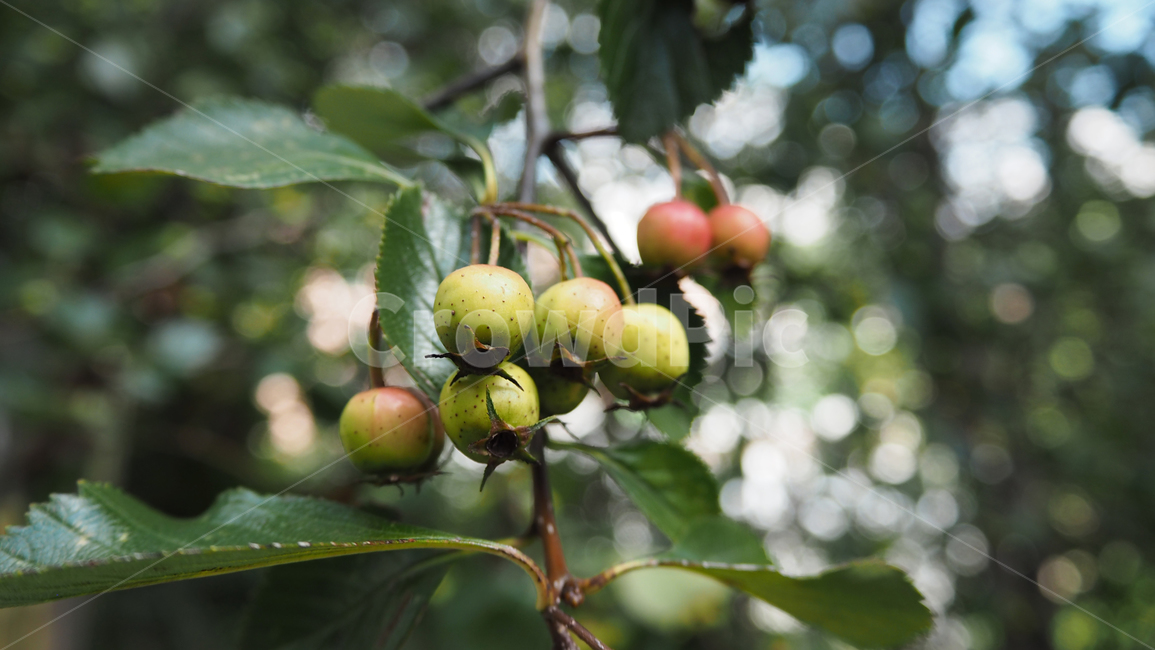 자연,nature,열매,fruit,나뭇잎,leaf,과일,열매,fruit