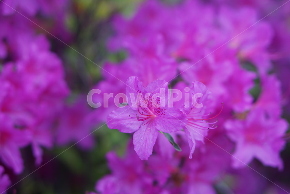 봄,꽃,색깔꽃,분홍꽃,봄꽃,봄,계절,spring,season,식물,자연,plants,nature,꽃,flower,geranium,제라늄,plant,blossom