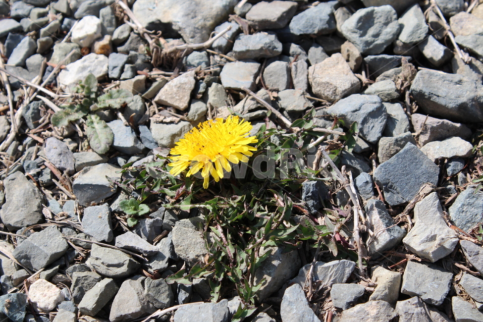 꽃,민들래,노란꽃,봄,spring,계절,색감,plant,분위기