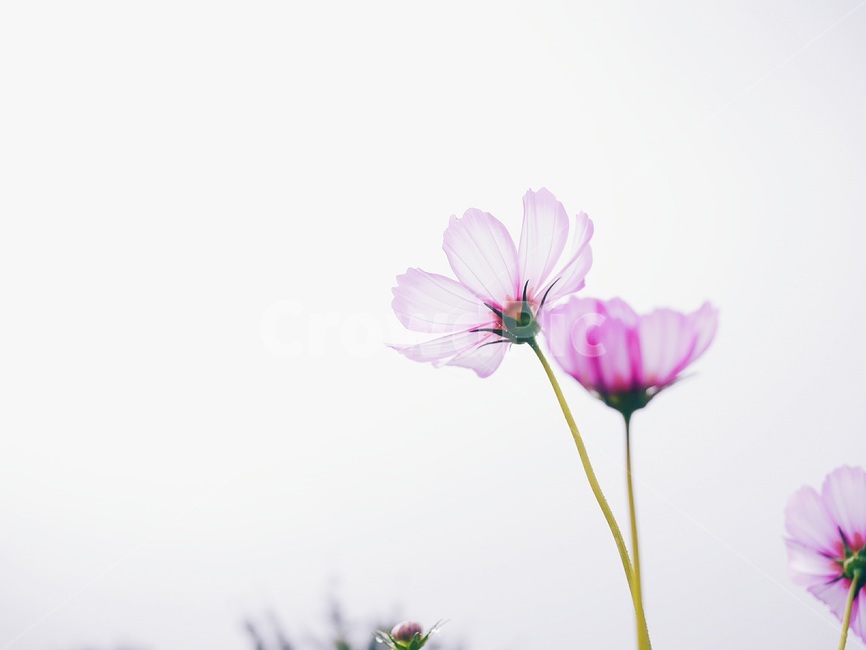 코스모스,가을,꽃,분홍,하늘,가을,계절,fall,autumn,season,식물,자연,plants,nature,꽃,flower,geranium,제라늄,plant,blossom,petal,꽃잎