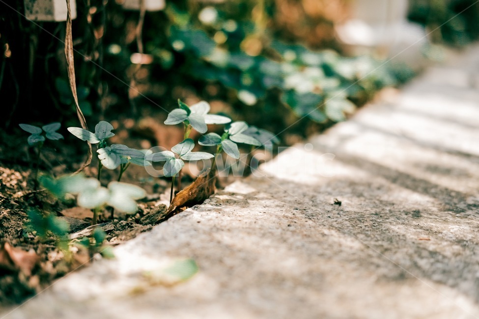 들꽃,풀밭,햇살,봄,길거리,식물,자연,plants,nature,휴식,힐링,rest,relaxation,healing