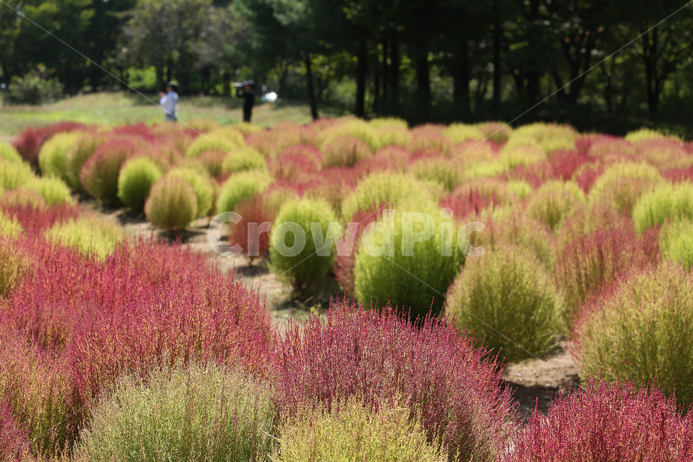 댑싸리,꽃댑싸리,가을,하늘공원,핑크,fall,park,pink,가을,계절,fall,autumn,season,plant,식물,grass,잔디,tree,나무