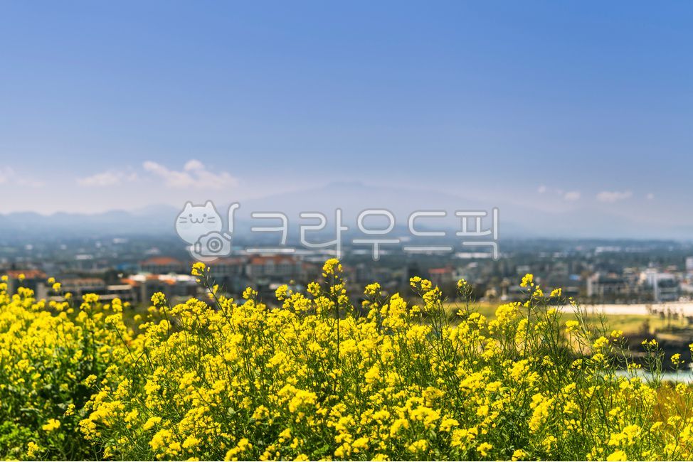 제주도,함덕,서우봉,해변,유채꽃,꽃,노란색,제주시,한라산,하늘,바다,산,구름,grassland,field,들,outdoors,옥외,nature,자연,meadow,목초지,farm,농장,rural,시골의,봄