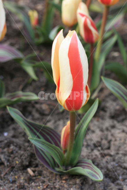 꽃,정원,튤립축제,식물,꽃밭,튤립,줄무늬튤립,flower,garden,tulip,cutetulip,식물,자연,plants,nature,꽃,flower