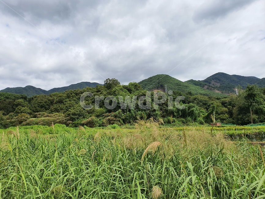 시골,풍경,시골풍경,자연,벼,nature,outdoor,곡류,곡식,cereals,농업,농사,agriculture,farming,farming industry