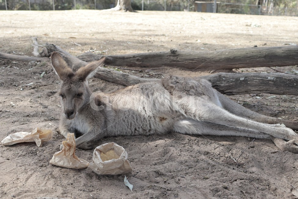 포유류,왈라비,캥거루,kangaroo,wallaby,animal,동물,animal