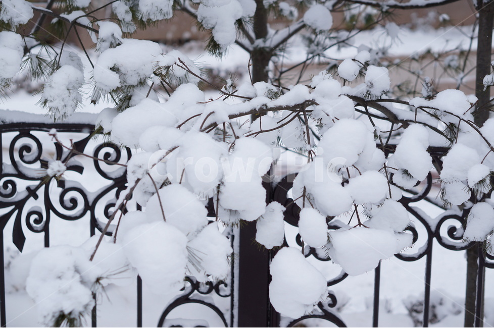 눈,설경,눈송이,겨울,풍경,겨울,계절,winter,season