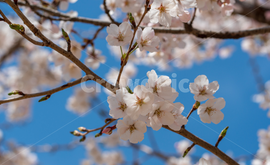 벚꽃,봄꽃,꽃,계절,spring,season,cherrymlossoms,꽃축제,파란하늘,푸른하늘,자연,가로수,벚꽃축제,연분홍색,핑크색,바탕,공원,flower,nature,garden,beautiful,예쁜,봄,나무,수수한