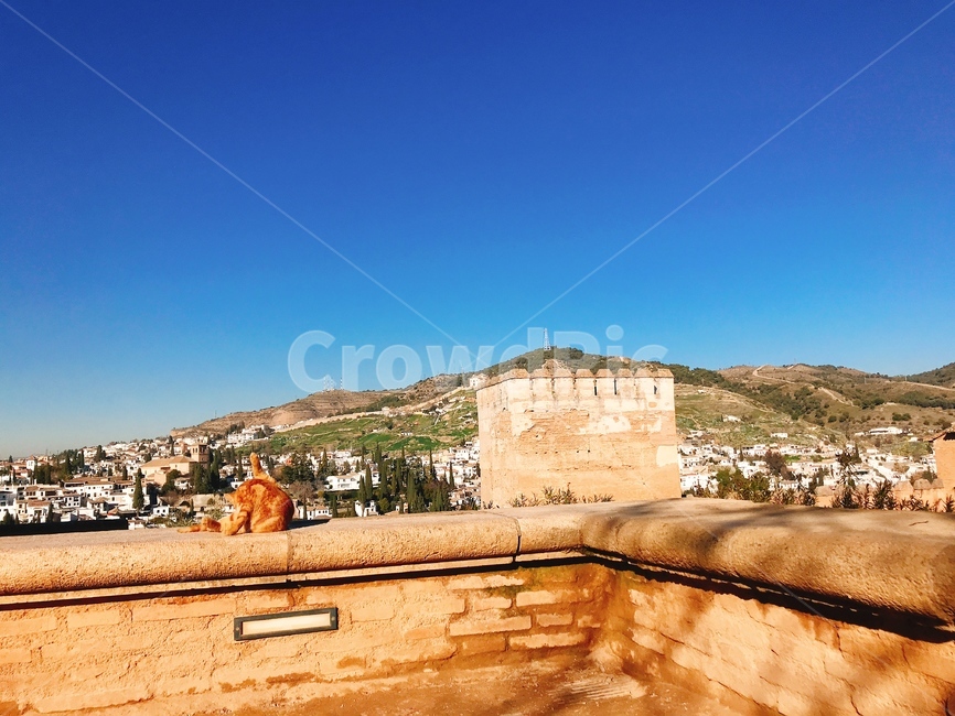 고양이,cat,그라나다,granada,알함브라궁전,스페인,spain,alhambra