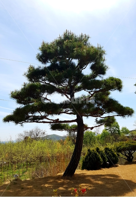 나무,미,예술,정원,tree,소나무,푸르름,녹색,풀,하늘,파랑색,그림자,신록,봄,계절
