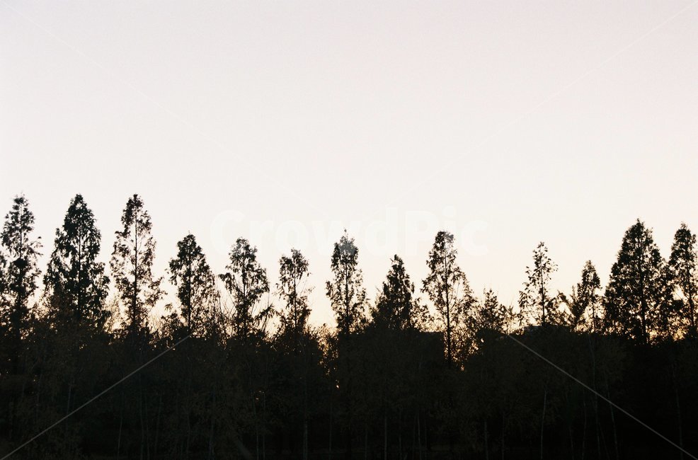 나무,그림자,해질녘,필름,필름사진,tree,film