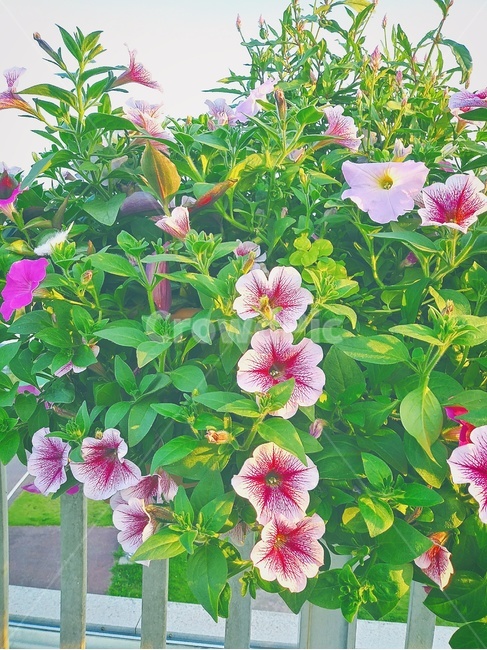 plant,식물,꽃,나팔꽃,flower,분홍빛,핑크빛,핑크,식물,자연,plants,nature,꽃,flower