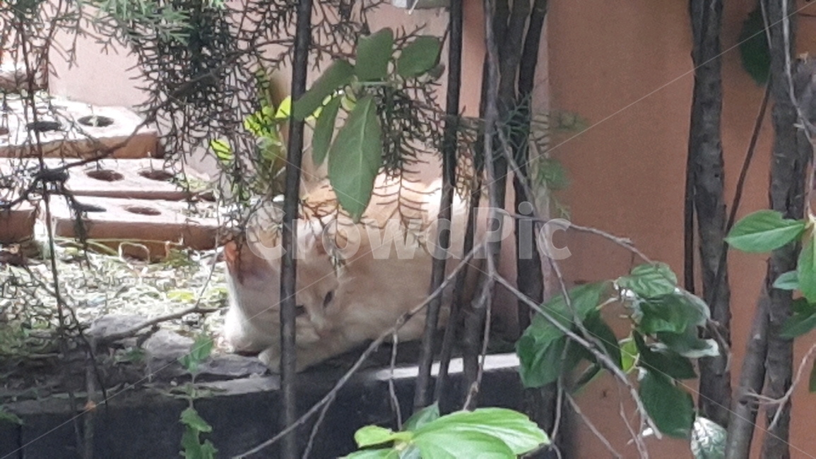 길,거리,고양이,길고양이,풀,cat