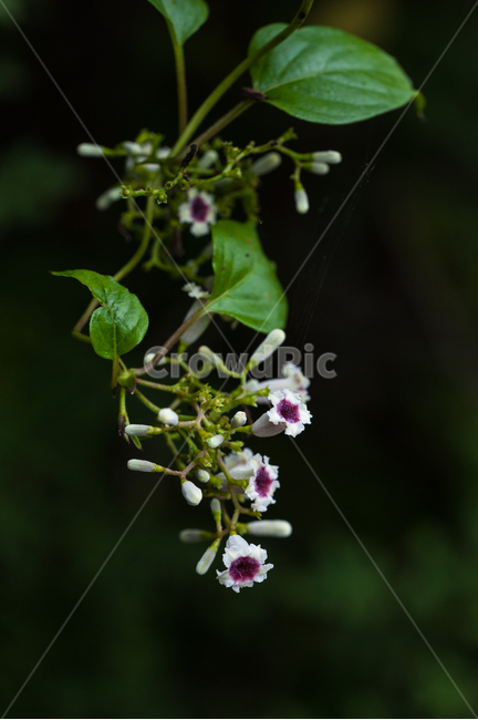 계요등,꼭두서니과,한국의꽃,계요등속,구린내덩굴,계각,식물,자연,plants,nature,꽃,flower