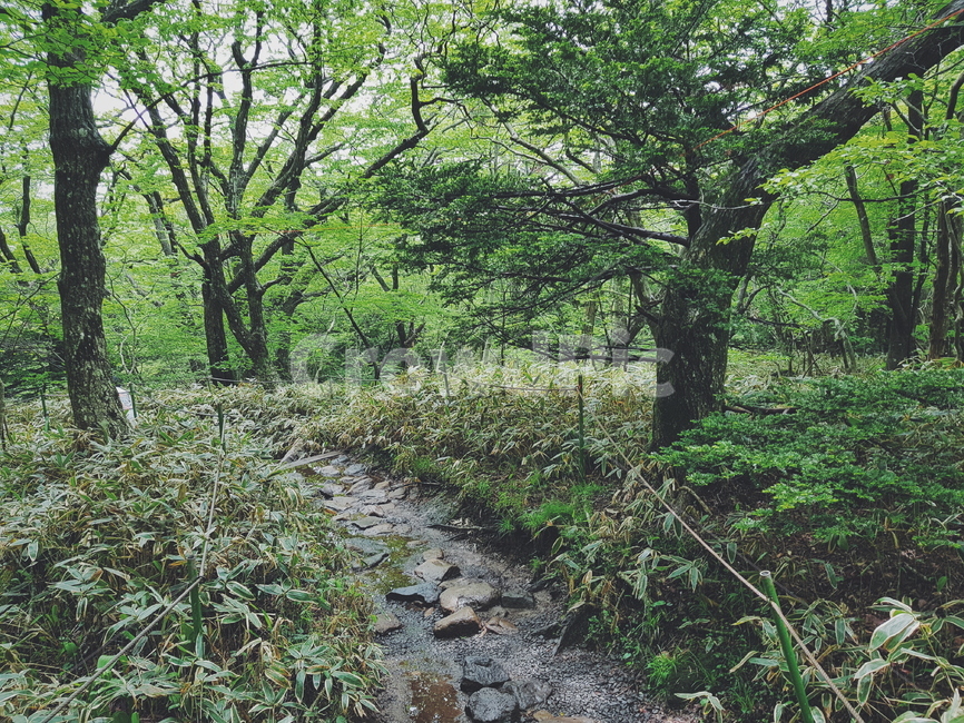 산,나뭇잎,숲,햇빛,나무,숲속,자연,힐링