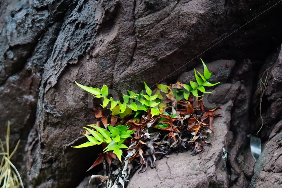 식물,바위,제주도,봄,잎,녹색,포인트,식물,자연,plants,nature