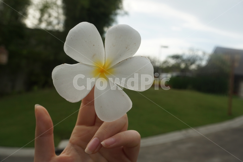 꽃,러브하와이,플루메리아,flower,white,plumeria,흰색꽃,동남아꽃,꽃,flower