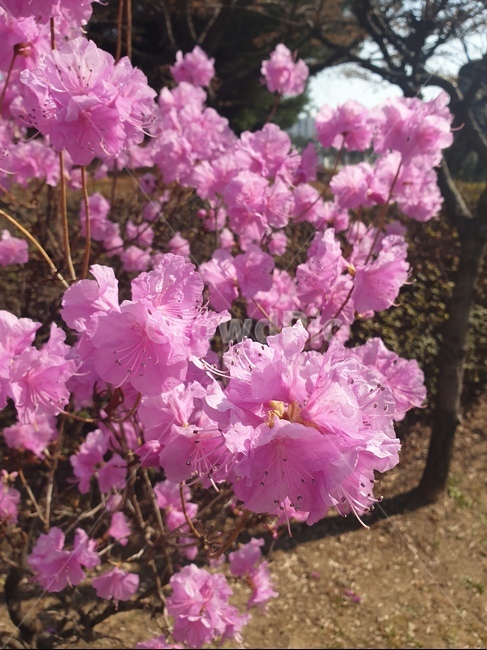 plant,식물,flower,꽃,봄소식,봄꽃,진달래,겹진달래,azalea,spring,햇살가득,분홍,pink