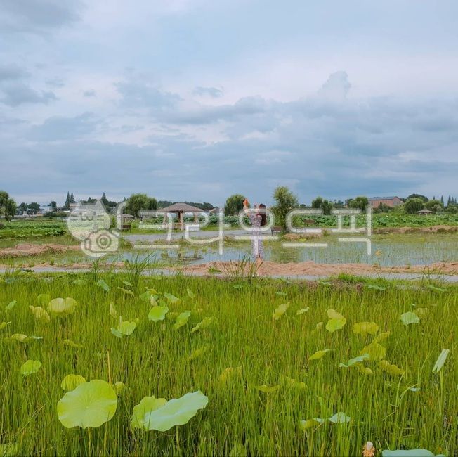 여자,성인,사람,여자뒷모습,사람뒷모습,nature,자연,grassland,목초지,outdoors,옥외,field,들,farm,농장,rural,농촌,연꽃,연꽃밭,연꽃잎,자연공원,식물원,물가,시골경치,자연경관