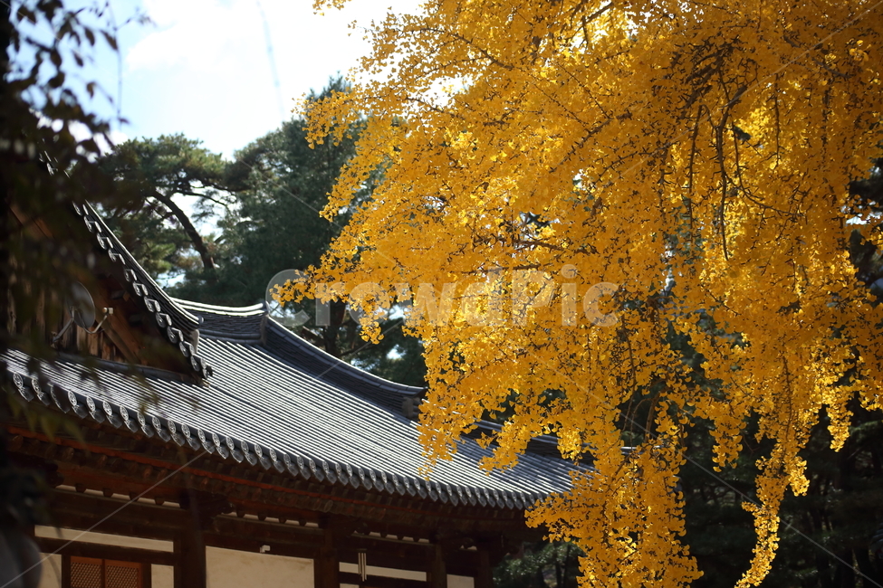 운문사,은행나무,단풍,maidenhairtree,가을,가을,계절,fall,autumn,season,한국전통,한국문화,korean traditional,korean culture,건축물,건물외관,exterior,building,structure,architecture,construction,tree,나무,plant,식물