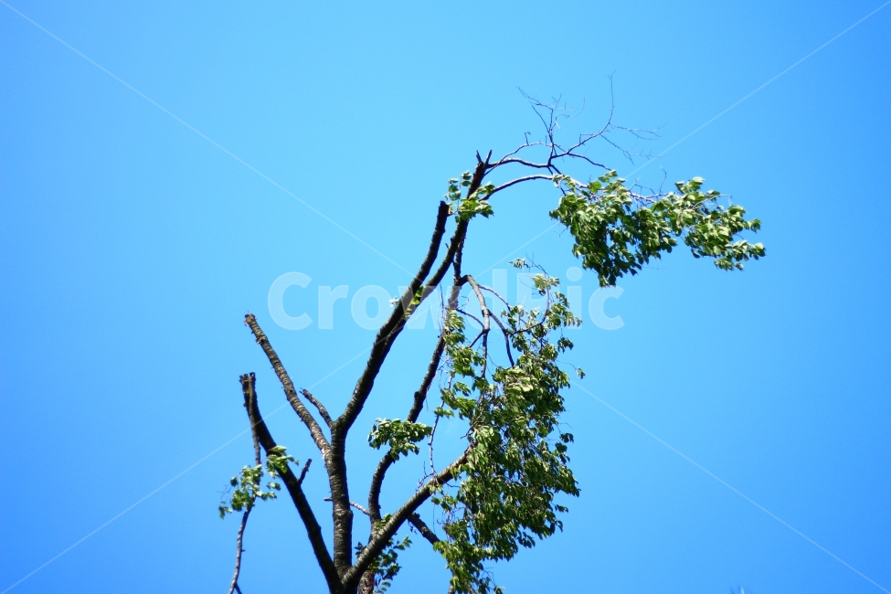 나무,하늘,고목,나뭇잎,나뭇가지,식물,자연,plants,nature,나무,trees,wood