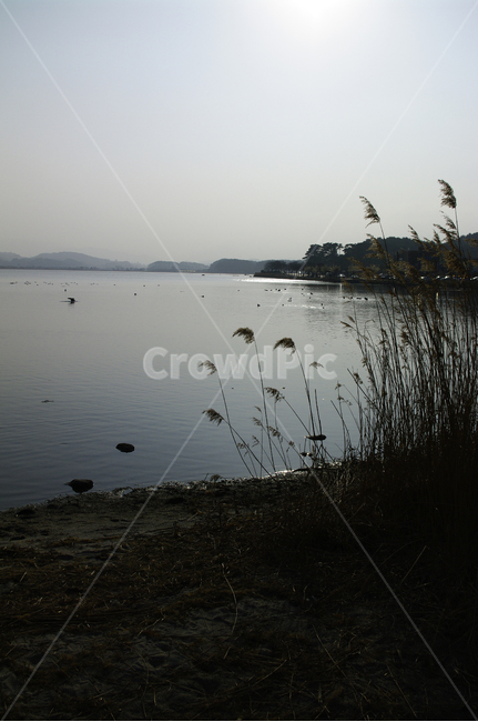 호수,경포호,강릉,풍경,자연,물,nature,식물,plant,억새