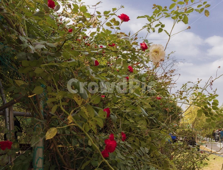 장미,꽃,식물,plant,blossom,flower,식물,자연,plants,nature,꽃,flower