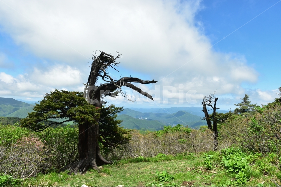 태백산,주목,풍경,자연,국립공원,명산,신비로운,경이로운,아름다운,다큐,필,힐링,landscape,season,nature,비경,경치,하늘,구름,봄,자연,풍경,nature,landscape,한국자연풍경,한국자연경관,korea nature landscape,식물,plants,나무,trees,wood,plant,tree,tree trunk,나무 줄기